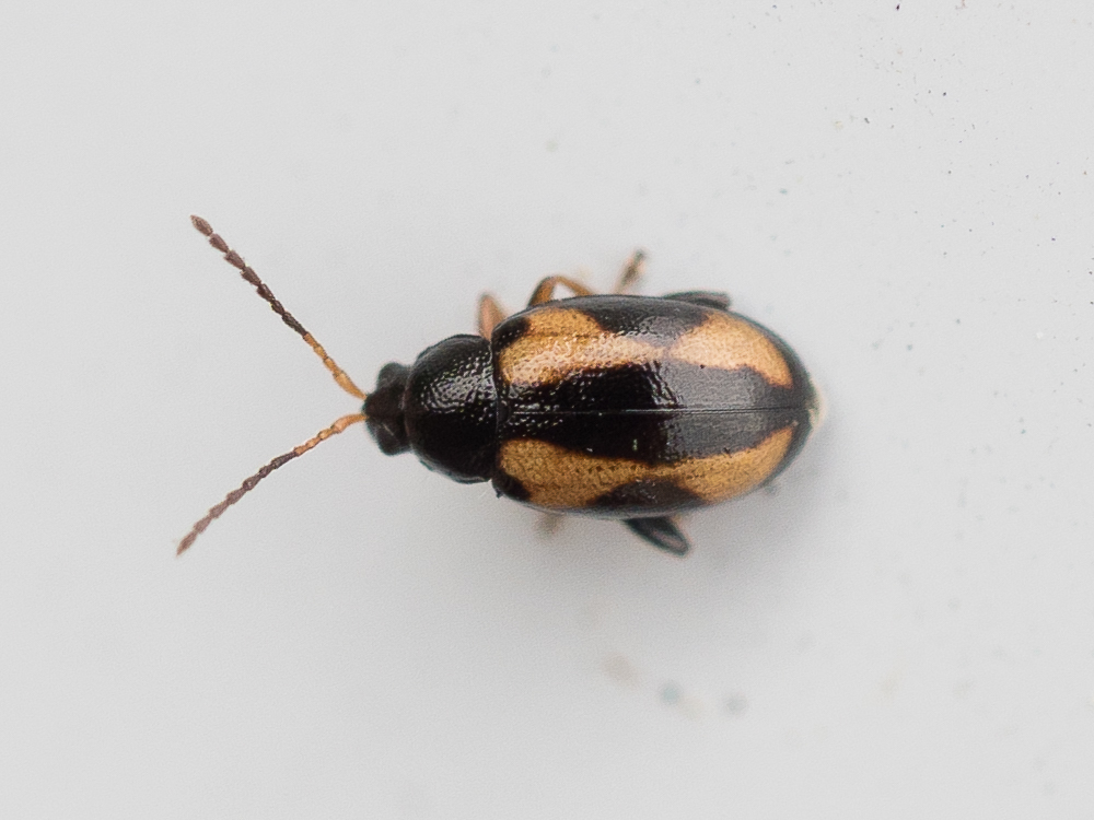 Phyllotreta ochripes
