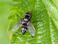 Gastrolepta anthracina