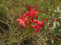 Watsonia gladioloides