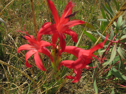 Image of Watsonia gladioloides by (c) James Deacon, some rights reserved (CC BY-SA)