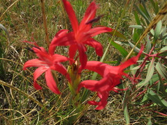 Watsonia gladioloides
