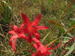 Watsonia gladioloides