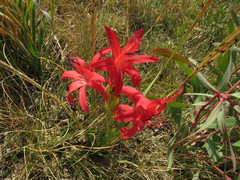 Watsonia gladioloides