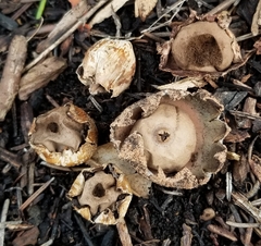 Geastrum floriforme