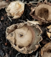 Geastrum floriforme
