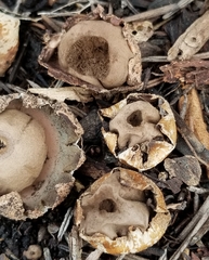 Geastrum floriforme
