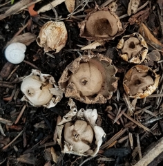 Geastrum floriforme