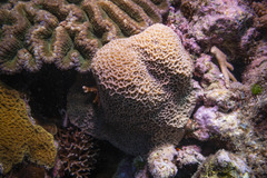 Gardineroseris planulata