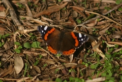 Vanessa atalanta