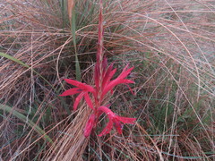 Watsonia gladioloides