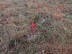 Watsonia gladioloides