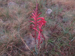 Watsonia gladioloides