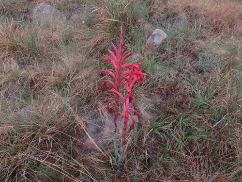 Image of Watsonia gladioloides by (c) James Deacon, some rights reserved (CC BY-SA)