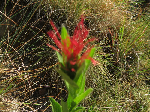 Image of Acalypha punctata by (c) James Deacon, some rights reserved (CC BY-SA)