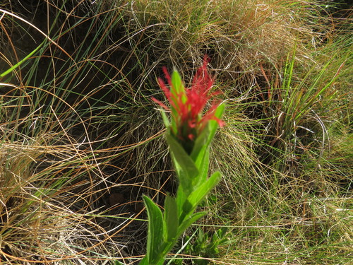 Image of Acalypha punctata by (c) James Deacon, some rights reserved (CC BY-SA)