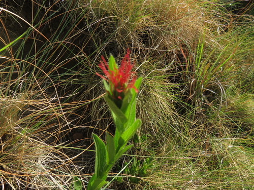 Image of Acalypha punctata by (c) James Deacon, some rights reserved (CC BY-SA)