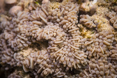 Euphyllia cristata