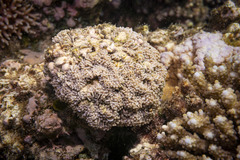 Euphyllia cristata