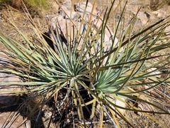 Hesperoyucca whipplei