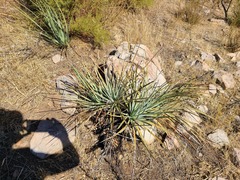 Hesperoyucca whipplei