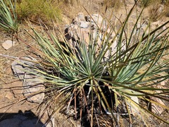 Hesperoyucca whipplei
