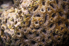 Acanthastrea