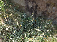 Helichrysum marginatum