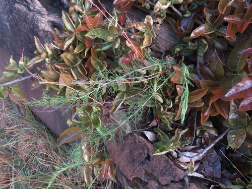 Pelargonium bowkeri