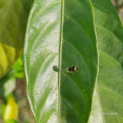 Oplodontha rubrithorax