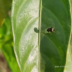 Oplodontha rubrithorax