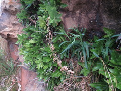 Drimia elata