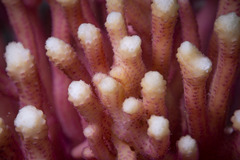 Seriatopora caliendrum