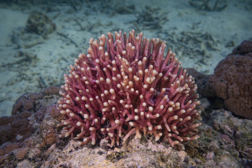 Seriatopora