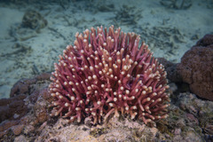 Seriatopora caliendrum