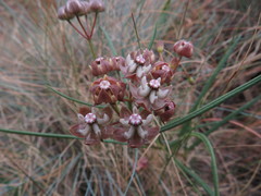 Asclepias cucullata cucullata