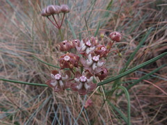 Asclepias cucullata cucullata