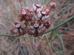 Asclepias cucullata cucullata