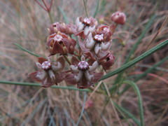 Asclepias cucullata cucullata