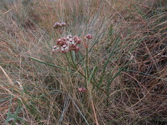 Asclepias cucullata cucullata
