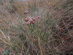 Asclepias cucullata cucullata