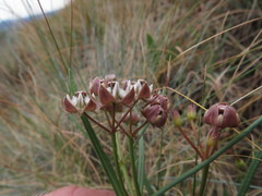 Asclepias cucullata cucullata