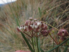 Asclepias cucullata cucullata
