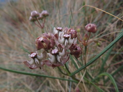 Asclepias cucullata cucullata