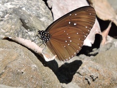 Euploea midamus