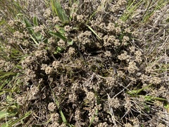 Lepidium solandri
