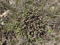 Lepidium solandri