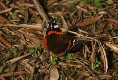 Vanessa atalanta