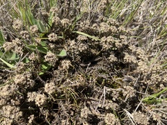 Lepidium solandri
