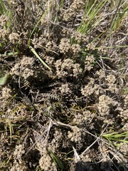 Lepidium solandri