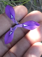 Moraea tripetala tripetala